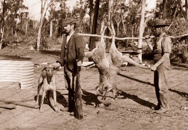 Kangaroo shooters with their catch. W.A. origin? 1908