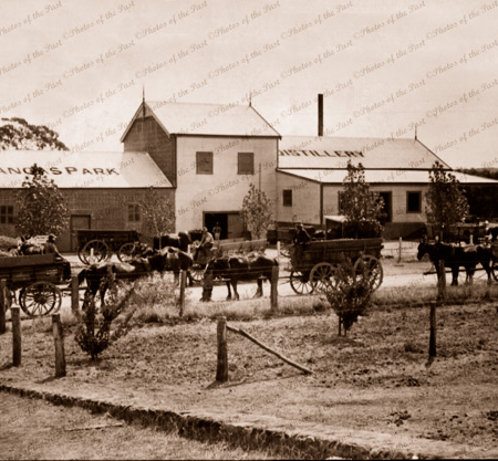 Angas Park Distillery, SA. 1910. Horse & carts. South Australia