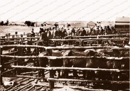 Loxton Sale Yards, SA. Horses in yards, people beyond. 1910s. South Australia