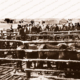 Loxton Sale Yards, SA. Horses in yards, people beyond. 1910s. South Australia