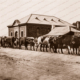 Bullock teams at Blinman, SA (10 beasts with wagon in main street?) 1908. South Australia