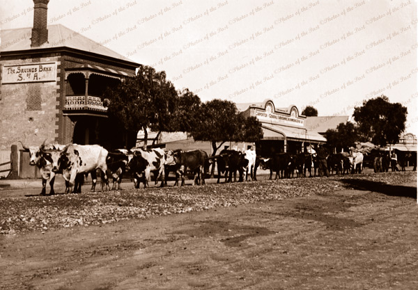 Quorn SA. Bullock teams in main street. c1900s. South Australia.