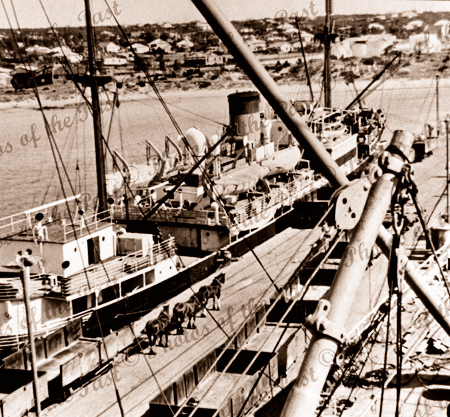 MV MINNIPA at Brennan's Jetty, Port Lincoln, SA. 1950s. South Australia