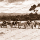 Bullock team hauling timber jinker, Hindmarsh Tiers, SA. c1910. South Australia