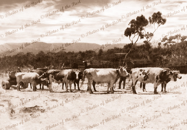 Bullock team hauling timber jinker, Hindmarsh Tiers, SA. c1910. South Australia