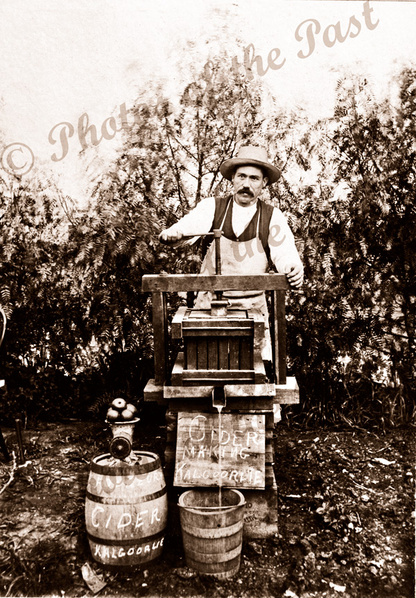 L. Foureur making apple cider. Squeezing the apples. Mitcham, SA. c1910. South Australia.