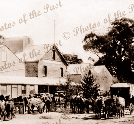 Wheat carting at Rhine Villa, SA (later Cambrai after WW1). Horses. 1909. South Australia