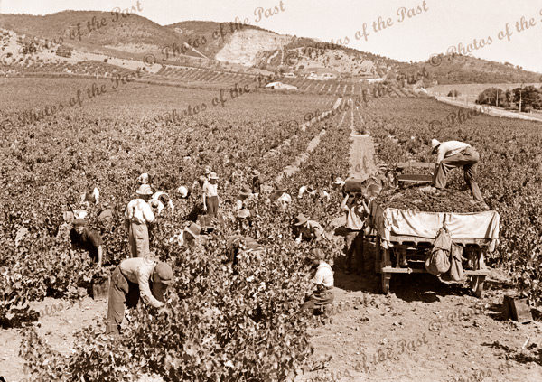 Picking grapes, Penfolds vineyard, Magill, SA. c1930s. Wine making. South Australia