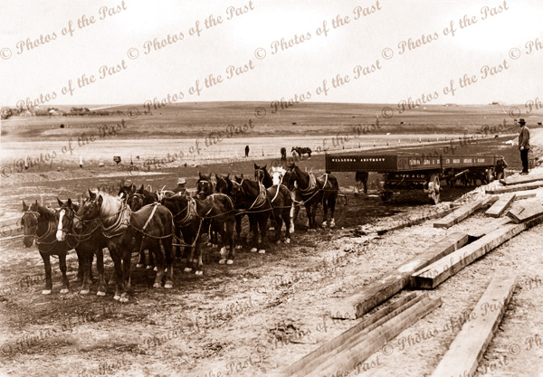 12 horse team hauling abutment for Onkaparinga River Railway Bridge, SA.1914. South Australia