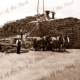 Stacking wheat, Yorke Peninsula, SA. 1930s. South Australia. Horse and cart
