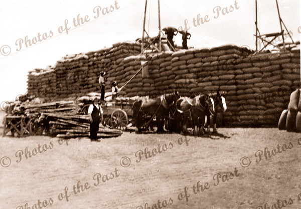Stacking wheat, Yorke Peninsula, SA. 1930s. South Australia. Horse and cart