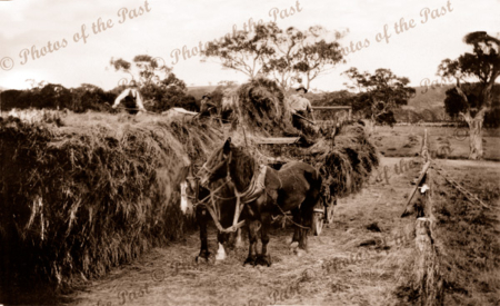 Myponga Farm, Sinclair Rd, Myponga, SA. c1920s. South Australia. Horses, hay