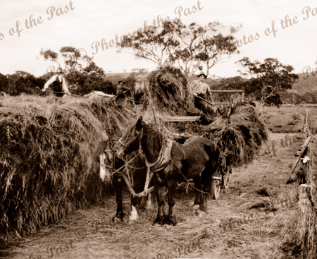 Myponga Farm, Sinclair Rd, Myponga, SA. c1920s. South Australia. Horses, hay