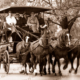 5 horse carriage (Drag) at Oakbank, SA. Easter Monday. c1930. South Australia. Horse racing