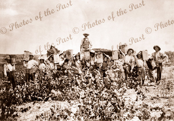 Grape pickers at Waikerie, SA. South Australia. c1918