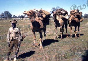 Aborigine with camel team near Alice Springs. Colour Ron Blum photo. 1956. Nothern Territory