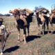 Aborigine with camel team near Alice Springs. Colour Ron Blum photo. 1956. Nothern Territory