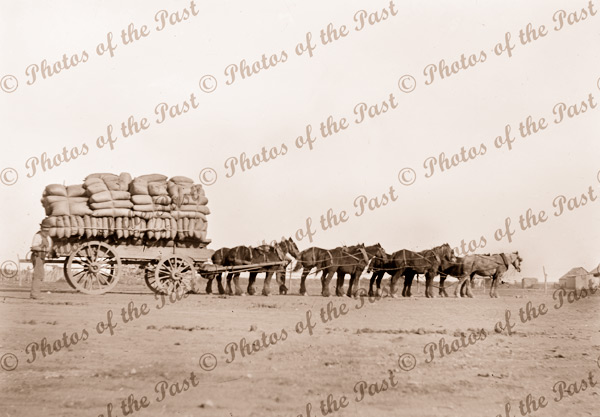 Ten horse wagon team carting wheat, c1920s