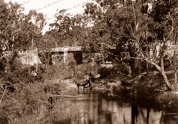 Stanley Bridge, SA. South Australia. 1890. Horse