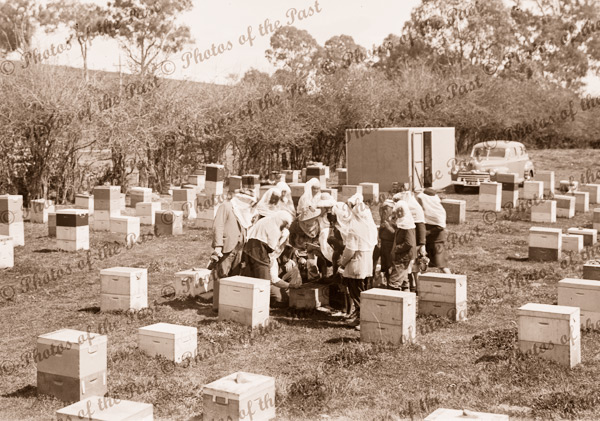 school children on an excursion learning about bees and honey. c1940s hives
