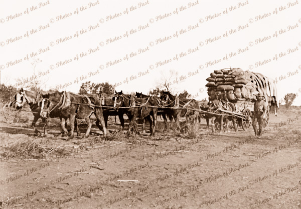 Carting wheat by horse team & dray. c1910s