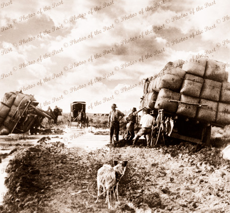 Bogged wool wagons, near Jerilderie, NSW. On the Black Soil Plains, c1870. dog