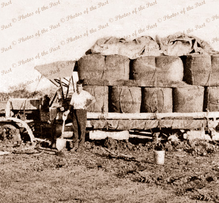 Bogged truck with wool bales, c1906