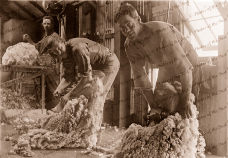 Shearers at work, c1910. Sheep