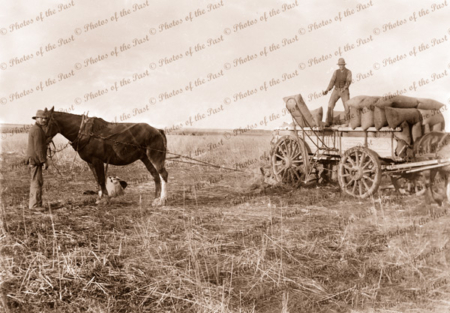 Loading bagged wheat onto wagon by horse powered device. c1910. Horse and cart