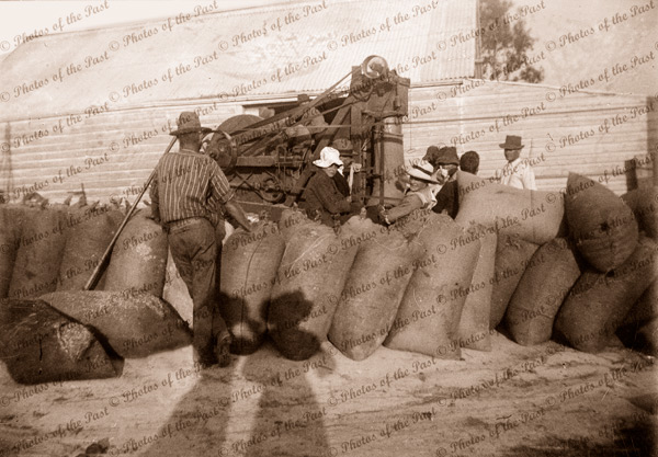 Men bagging wheat. c1910