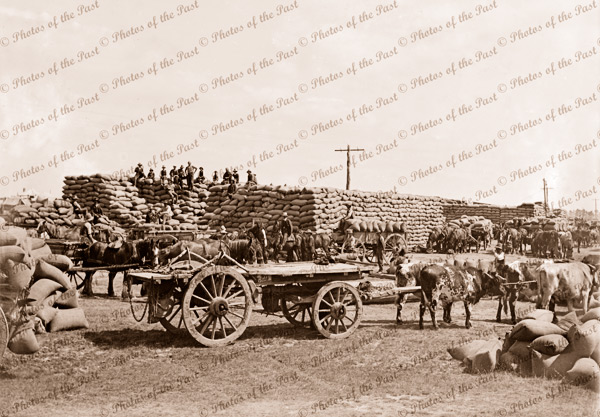 Bullock and horse drawn wagons with wheat. c1914