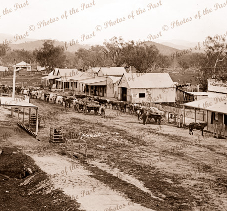 Bullock teams at Corryong, Vic. 1890s. Victoria