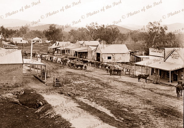 Bullock teams at Corryong, Vic. 1890s. Victoria