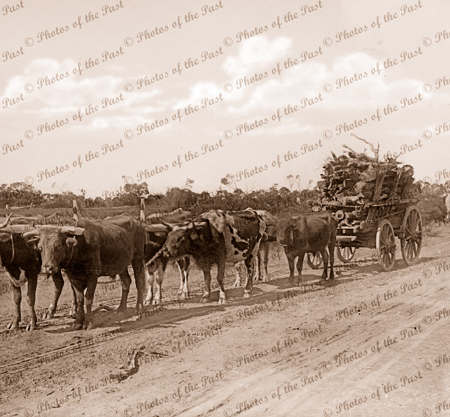 Bullock team with cart of timber from Gippsland, Victoria. 1881