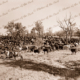 Cattle mustering. c1938