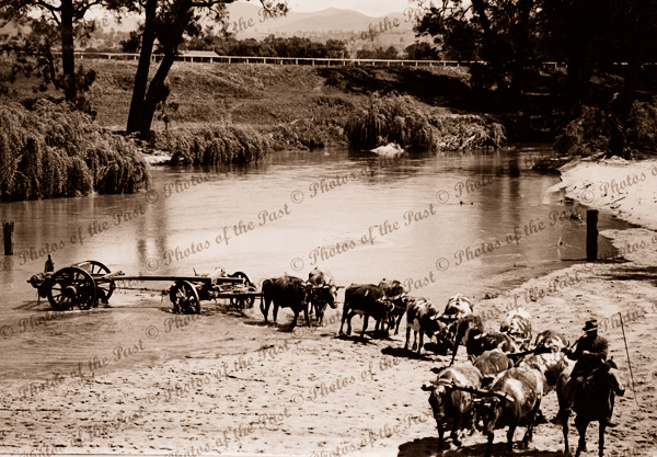 Bullock team in river. c1938