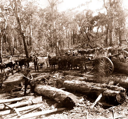 Bullock team at sawmill logging camp. c1910