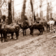 Team of horses pulling tree stump on jinker. c1890