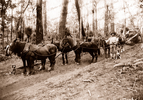 Team of horses pulling tree stump on jinker. c1890