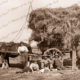 Tea break. Group with horse drawn load of hay. c1910