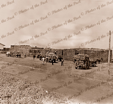Wheat stacks and laden wagons. c1910