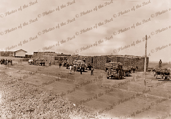 Wheat stacks and laden wagons. c1910