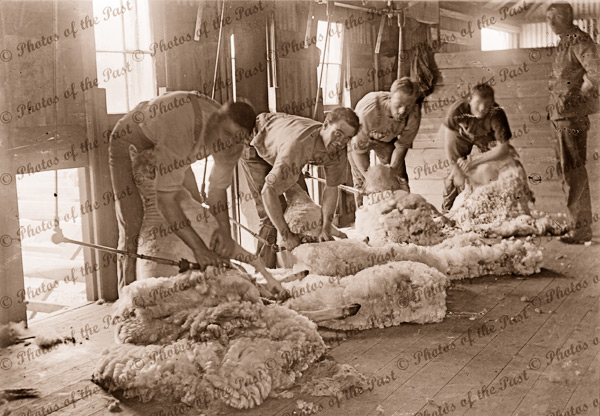 Shearing on the board. c1910