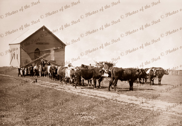 Moving Methodist Church by Bullock team, Cressy, Vic.1912. Victoria