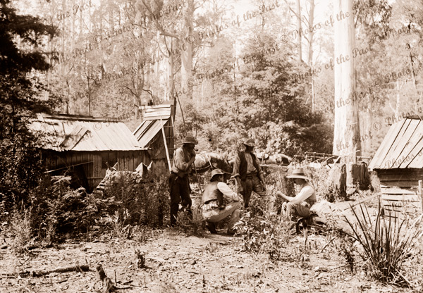 New settlers' home in bush. c1880s