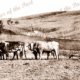 Bullock plough team - Peter Florence farm. Second Valley, SA. South Australia. c1915