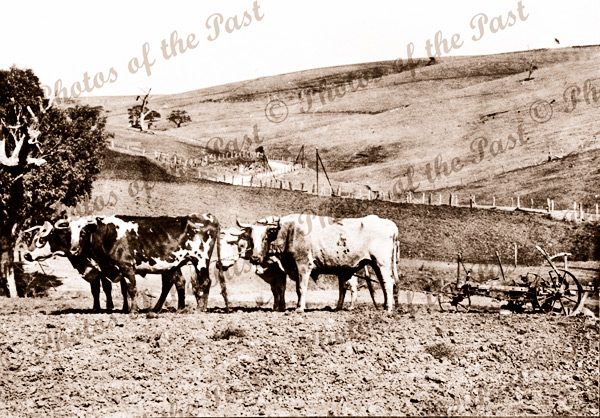 Bullock plough team - Peter Florence farm. Second Valley, SA. South Australia. c1915
