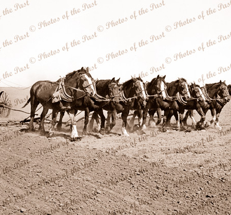 8 horse team preparing for seeding (scarifying). c1930s