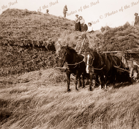 Stacking the haystack. c1890s. Horses