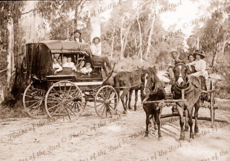 Drays at Badger Creek, Victoria. Horses. c1910